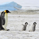 Imagen para el artículo titulado Los pingüinos emperador podrían extinguirse en nuestras vidas